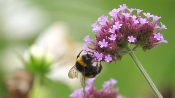 Bumblebee Taking Nectar Pollinating Flower — Stock Video