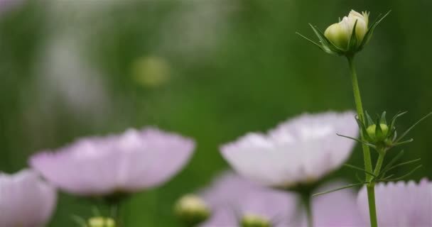 Cosmos Cosmos Bipinnatus Cav Cosmos Είναι Ποώδη Πολυετή Φυτά Ετήσια — Αρχείο Βίντεο