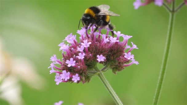 蜜を飲んで花を授粉するバンブルビー — ストック動画