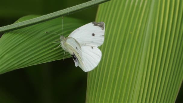 Pieris Brassicae Ονομάζεται Επίσης Πεταλούδα Λάχανο Λάχανο Λευκό Νυχτοπεταλούδα Λάχανο — Αρχείο Βίντεο