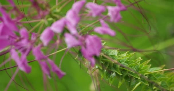 Cleome Cleome Hassleriana Chodat Communément Appelé Fleurs Araignée Plantes Araignée — Video