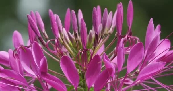 Cleome Cleome Hassleriana Chodat Yaygın Olarak Örümcek Çiçekleri Örümcek Bitkileri — Stok video