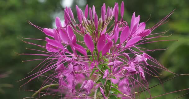 Cleome Cleome Hassleriana Chodat Comumente Conhecido Como Flores Aranha Plantas — Vídeo de Stock