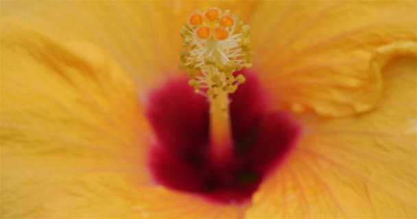 Hibiscus Detalle Pistilo Pétalos — Vídeos de Stock