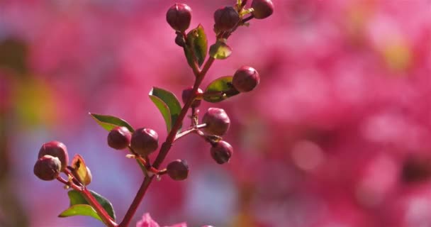 Lagerstroemia Indica Auch Bekannt Als Crape Myrte Kreppmyrte Crepeflower — Stockvideo