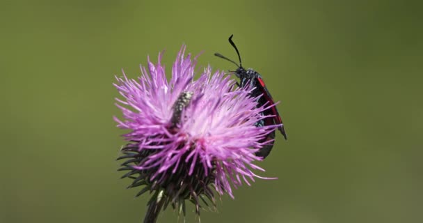 Zygaena Lavandulae Een Distel Zuidelijke Frankrijk Occitanie — Stockvideo