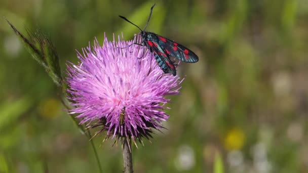 Zygaena Lavandulae Een Distel Zuidelijke Frankrijk Occitanie — Stockvideo