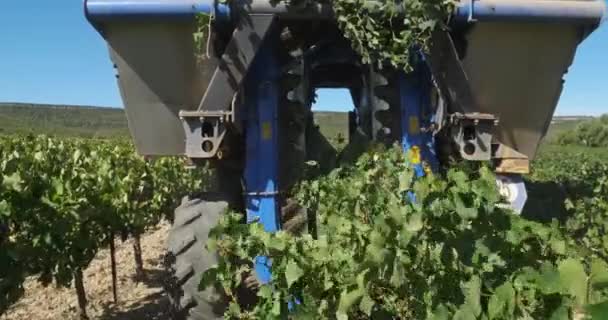 Colheita Nas Vinhas Pic Saint Loup Claret Occitanie França — Vídeo de Stock