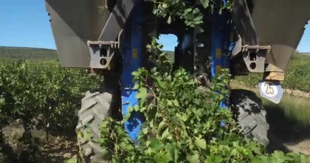Урожай Виноградниках Pic Saint Loup Claret Окситания Франция — стоковое видео