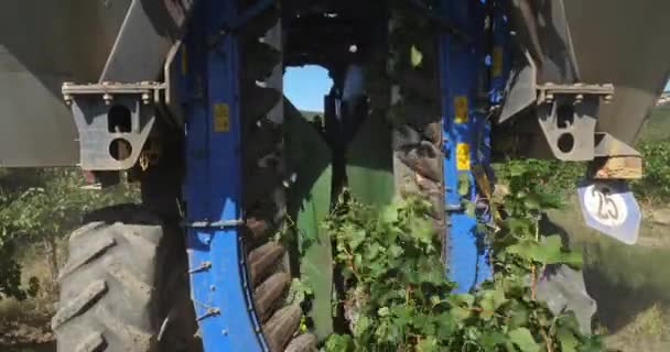 Weinlese Den Weinbergen Pic Saint Loup Claret Occitanie Frankreich — Stockvideo