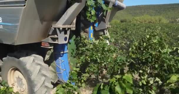 프랑스 오시티니 피우스 클라레 포도원에서 추수하는 — 비디오