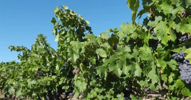 Wijngaarden Pic Saint Loup Claret Occitanie Frankrijk — Stockvideo