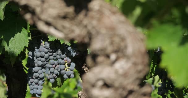 Vingårdar Pic Saint Loup Claret Occitanie Frankrike — Stockvideo