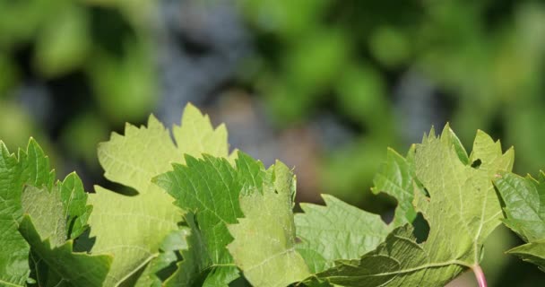 Viñedos Pic Saint Loup Claret Occitanie Francia — Vídeos de Stock