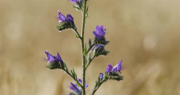 Echiumplantagineum Lila Huggorm Buglossor Patersons Förbannelse Södra Frankrike — Stockvideo