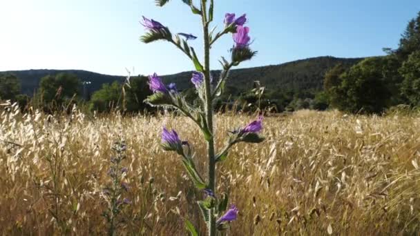 Echium Plantagineum Púrpura Víbora Buglosor Maldición Paterson Sur Francia — Vídeo de stock