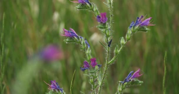 Echiumplantagineum Lila Huggorm Buglossor Patersons Förbannelse Södra Frankrike — Stockvideo