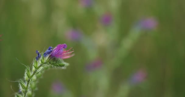 Echium Plantagineum Púrpura Víbora Buglosor Maldición Paterson Sur Francia — Vídeos de Stock