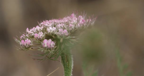 Daucus Carota Дикая Морковь Франция — стоковое видео