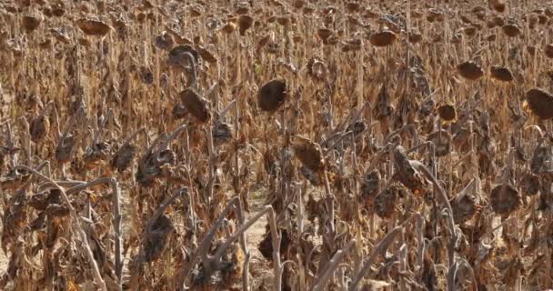 Global Warming Burned Sunflowers Loiret France — Stock Video