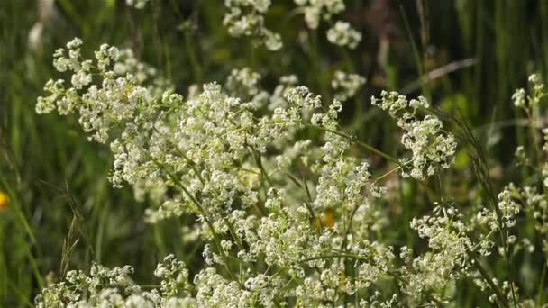 Galium Mollugo 白色或树篱草皮 — 图库视频影像