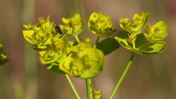 Euphorbia Comunemente Chiamato Spurgo — Video Stock