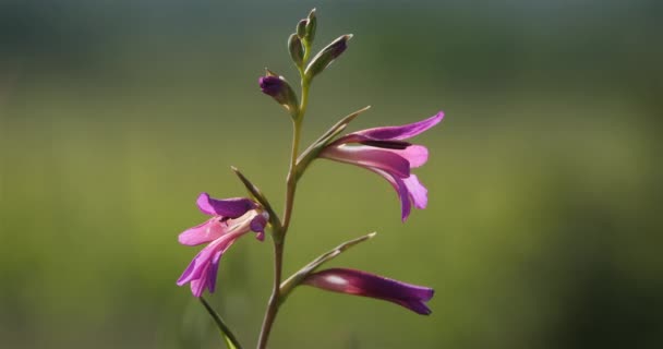 Gladiolus Czasami Nazywany Lilią Miecza — Wideo stockowe