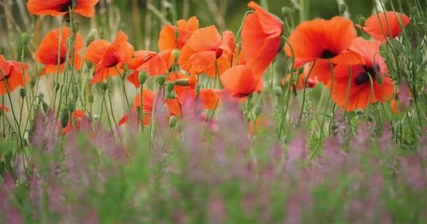 Feld Von Rotem Mohn Und Gemeinem Rauschgift Rauschgift Oder Erdrauch — Stockvideo