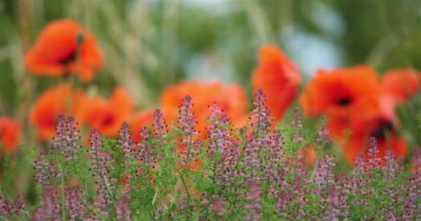 Fält Med Röda Vallmo Och Vanlig Fumitory Narkotika Fumitory Eller — Stockvideo