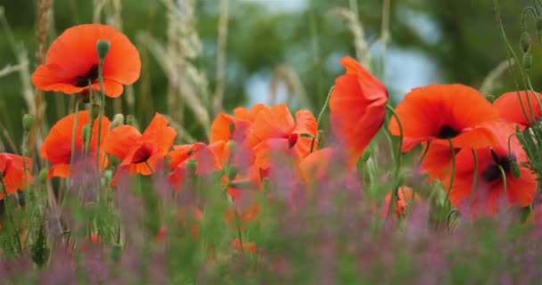 Gebied Van Rode Papavers Gewone Fumitory Drug Fumitory Aarde Rook — Stockvideo