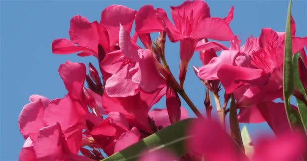 Kwitnąca Roślina Nerium Nerium Oleander — Wideo stockowe