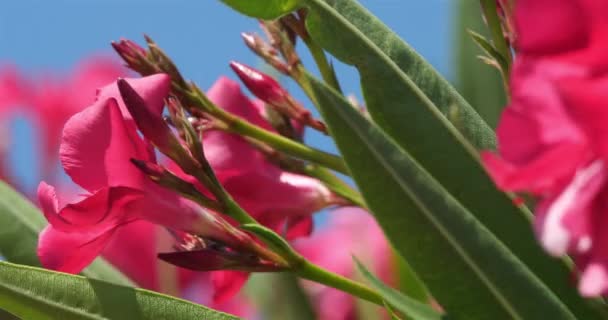 Άνθηση Φυτών Nerium Nerium Oleander — Αρχείο Βίντεο