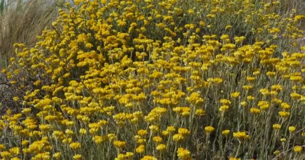 Helichrysum Italicum Noen Ganger Kalt Curry Plant Planter Som Vokser – stockvideo