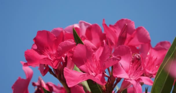 Floraison Nérium Nérium Oleander — Video