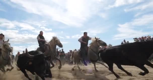 Aigues Mortes Camargue Occitanie França Gardianos Pastores Touros Cavalos Camargue — Vídeo de Stock