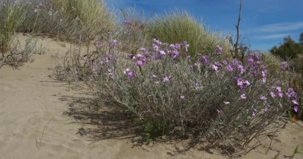 Lanskap Liar Espiguette Camargue Perancis Malcomia Littorea Tanaman Tumbuh Pasir — Stok Video