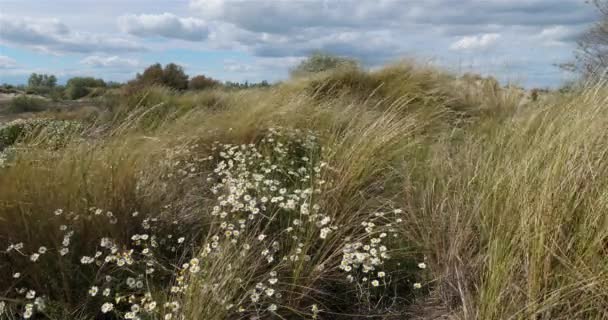 Wild Landscape Espiguette Camargue França Anthemis Maritima Plantas Crescendo Areia — Vídeo de Stock