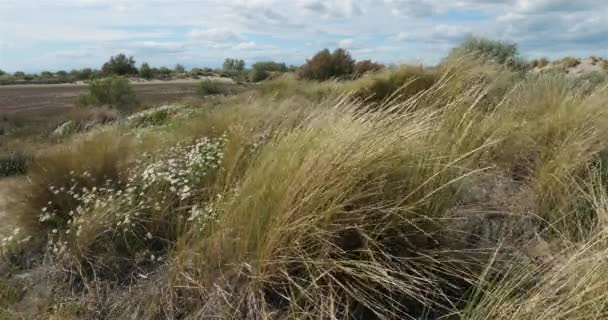 Άγριο Τοπίο Espiguette Camargue Γαλλία Anthemis Maritima Φυτά Που Αναπτύσσονται — Αρχείο Βίντεο