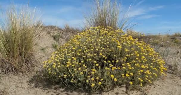 Helichrysum Italicum Někdy Nazývaný Kari Rostlina Rostliny Rostoucí Písečných Dunách — Stock video