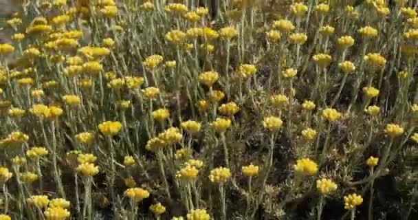Helichrysum Italicum Иногда Называемый Карри Завод Растения Растущие Песчаных Дюнах — стоковое видео