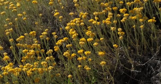 Helichrysum Italicum Veces Llamada Planta Curry Plantas Que Crecen Las — Vídeos de Stock