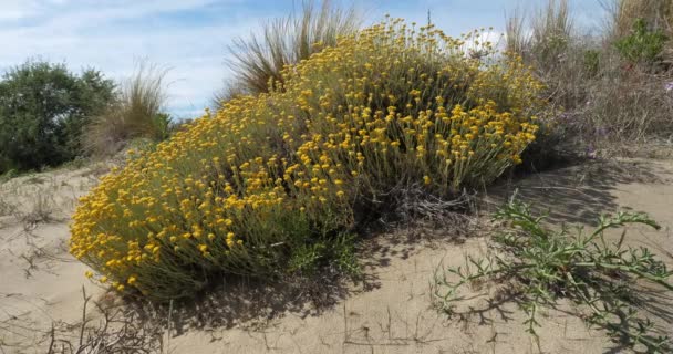 Helichrysum Italicum Vezes Chamado Planta Caril Plantas Que Crescem Dunas — Vídeo de Stock