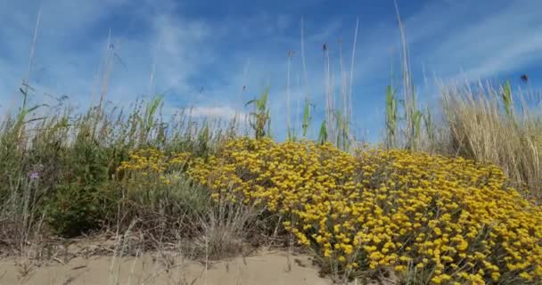 Helichrysum Italicum Kalt Curry Plant Som Vokser Sanddyner Espiguette Gard – stockvideo