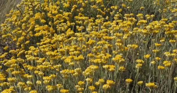 Helichrysum Italicum Иногда Называемый Карри Завод Растения Растущие Песчаных Дюнах — стоковое видео