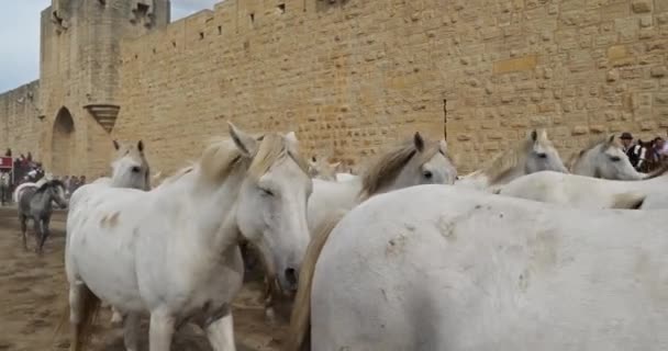 Traditionell Festival Aigues Mortes Camargue Frankrike Wild Camargue Hästar Längs — Stockvideo