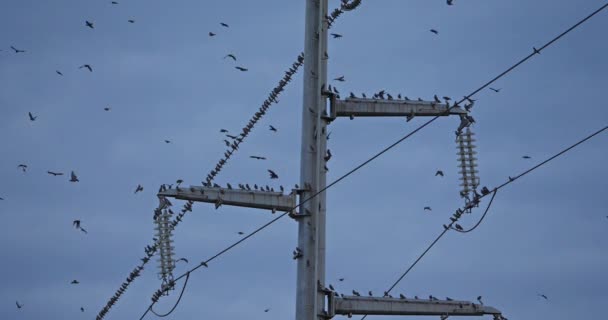 Una Bandada Estorninos Europeos Sturnus Vulgaris Descansan Sobre Cables Aéreos — Vídeos de Stock