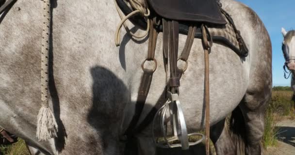 Cavalo Tradicional Sela Camargue Camargue França — Vídeo de Stock