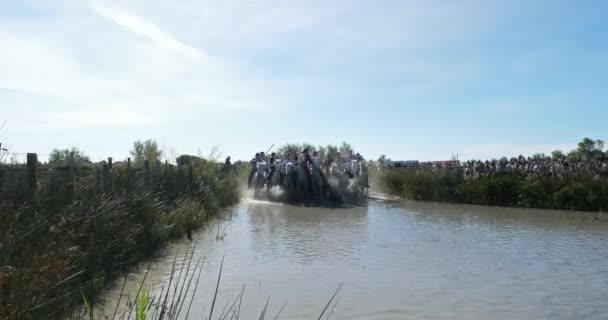 Aigues Mortes Camargue Occitanie Francia Gardianes Pastores Toros Caballos Camargue — Vídeos de Stock