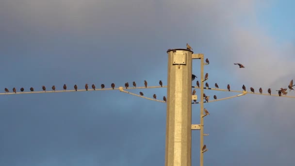 Зграя Європейських Шпаків Sturnus Vulgaris Сідала Верхні Дроти Окситанія Франція — стокове відео