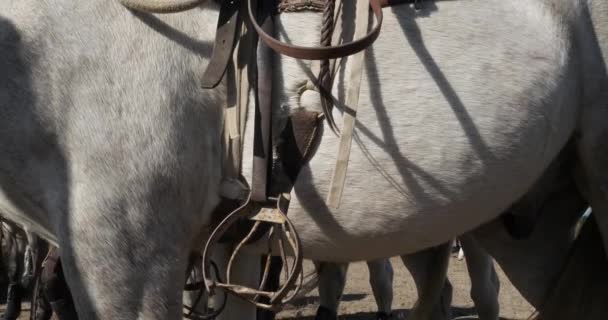 Παραδοσιακό Άλογο Camargue Σέλα Camargue Γαλλία — Αρχείο Βίντεο